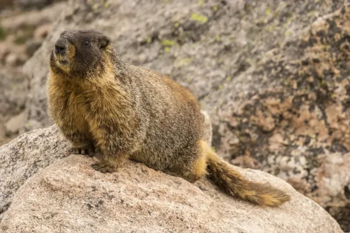 Framed Print : USA, Colorado, Mt. Evans. Yellow-bellied marmot close-up Framed Print : USA, Colorado, Mt. Evans. Yellow-bellied marmot close-up