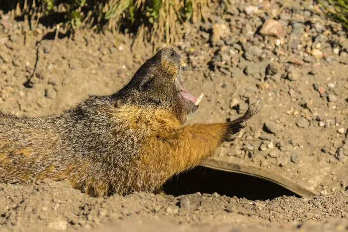Framed Print : USA, Colorado, Mt. Evans. Yellow-bellied marmot yawning