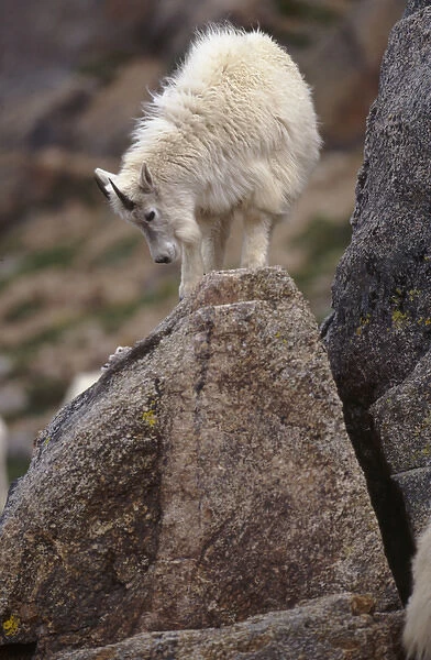 USA, Colorado, Mt. Evans, young Mountain Goat (Oreamnus americanus)