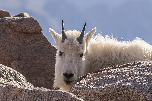 USA, Colorado, Mt. Evans. Young mountain goat and rocks