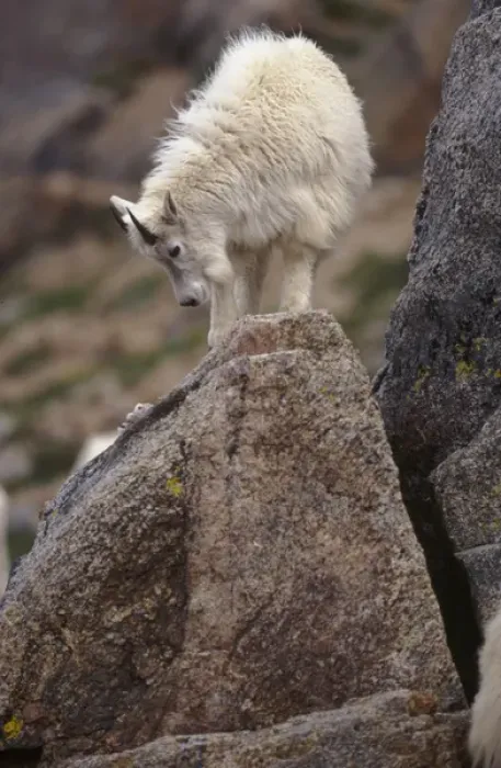 Framed Print : USA, Colorado, Mt. Evans, young Mountain Goat (Oreamnus americanus) Framed Print : USA, Colorado, Mt. Evans, young Mountain Goat (Oreamnus americanus)