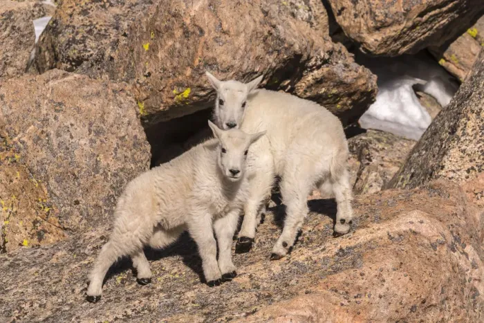 Framed Print : USA, Colorado, Mt. Evans. Young mountain goats on rocks Framed Print : USA, Colorado, Mt. Evans. Young mountain goats on rocks
