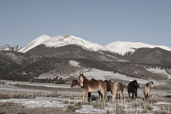 USA, Colorado, Music Meadows Ranch. Herd of horses with Rocky Mountains in the distance. (PR)