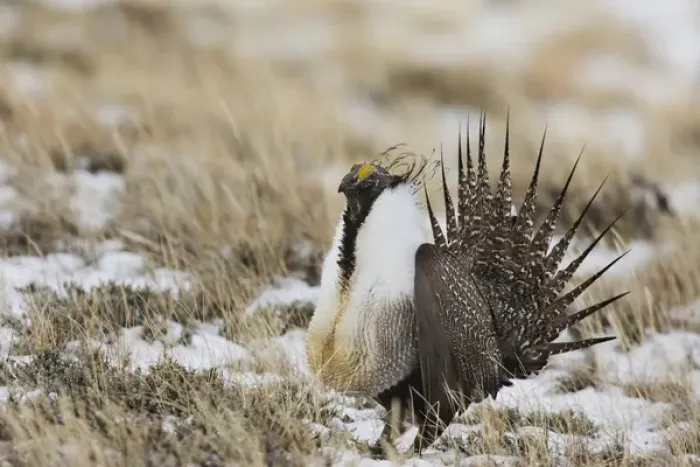 Framed Print : USA, Colorado, North Park. Close-up of male greater sage grouse in mating display Framed Print : USA, Colorado, North Park. Close-up of male greater sage grouse in mating display