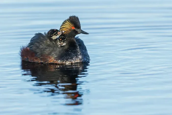 Framed Print : USA, Colorado, North Park, eared grebe with chicks Framed Print : USA, Colorado, North Park, eared grebe with chicks