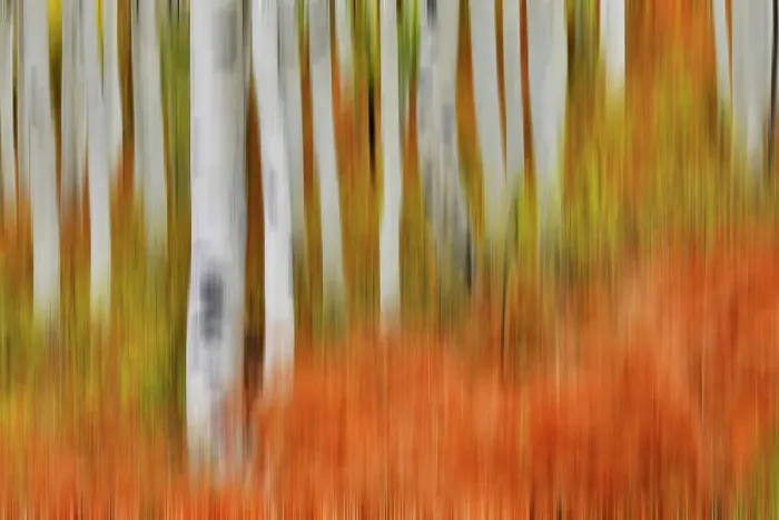 Framed Print : USA, Colorado, Owl Pass, Aspen grove design Framed Print : USA, Colorado, Owl Pass, Aspen grove design