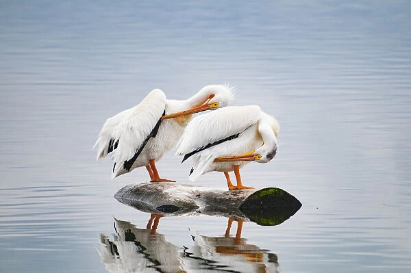 USA, Colorado. Pair of white pelicans
