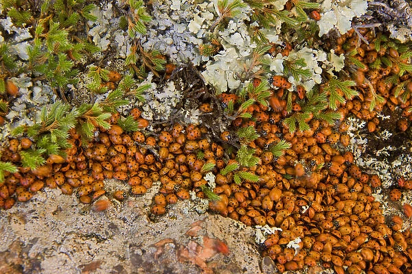 USA, Colorado, Pike National Forest. Detail of a swarm of ladybugs gathered on rocks and vegetation