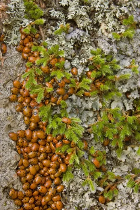 Framed Print : USA, Colorado, Pike National Forest. Detail of a swarm of ladybugs gathered on rocks and vegetation
