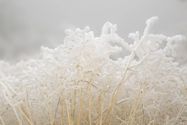 USA, Colorado, Pike National Forest. Dried winter grasses covered in hoarfrost. Credit as