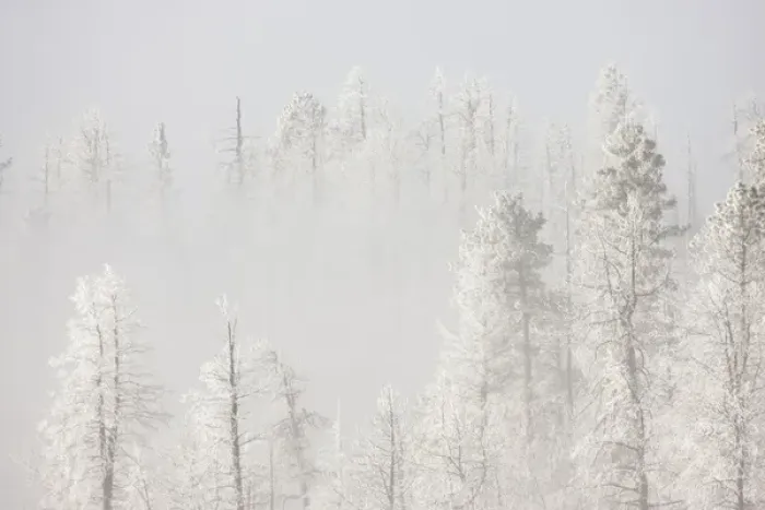 Framed Print : USA, Colorado, Pike National Forest. Trees with hoarfrost in fog Framed Print : USA, Colorado, Pike National Forest. Trees with hoarfrost in fog