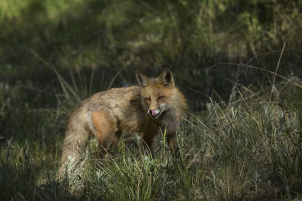USA, Colorado, Pike National Forest. Red fox in meadow