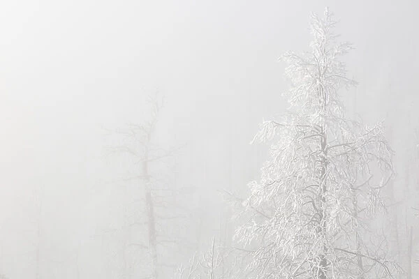 USA, Colorado, Pike National Forest. Trees with hoarfrost in fog