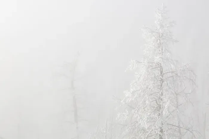 Framed Print : USA, Colorado, Pike National Forest. Trees with hoarfrost in fog Framed Print : USA, Colorado, Pike National Forest. Trees with hoarfrost in fog
