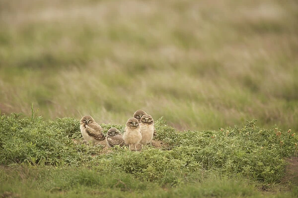 USA, Colorado, Pike National Forest. Burrowing owl babies at sunrise