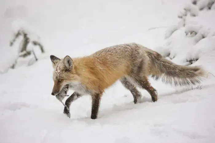 Framed Print : USA, Colorado, Pike National Forest. Close-up of red fox carrying meadow vole. Credit as Framed Print : USA, Colorado, Pike National Forest. Close-up of red fox carrying meadow vole. Credit as