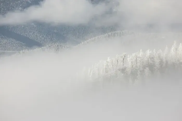 Framed Print : USA, Colorado, Pike National Forest. Trees with hoarfrost in fog