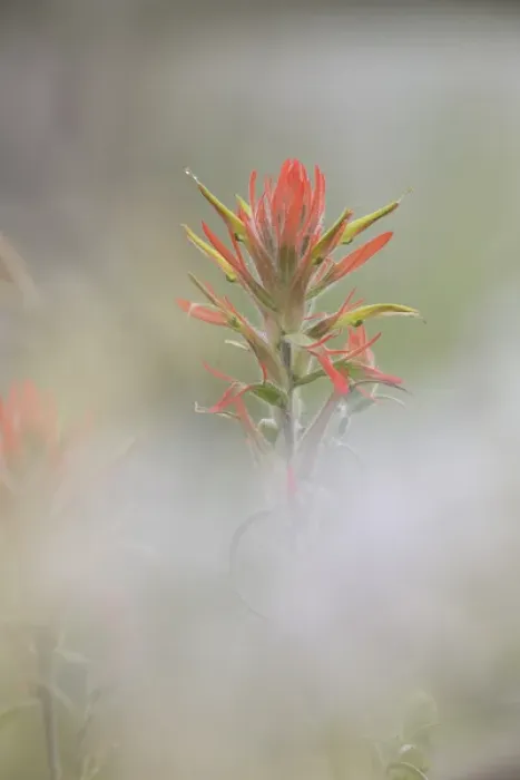 Framed Print : USA, Colorado, Pike National Forest. Indian paintbrush flower in foggy meadow. Credit as
