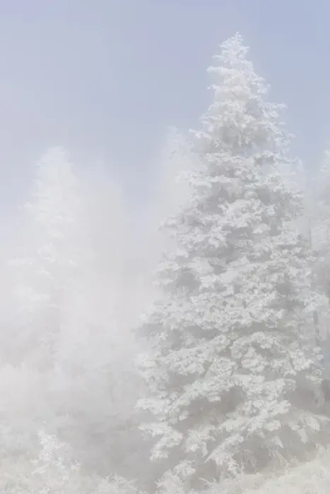 Framed Print : USA, Colorado, Pike National Forest. Trees with hoarfrost in fog