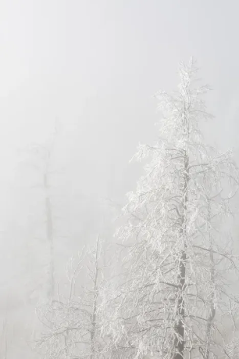Framed Print : USA, Colorado, Pike National Forest. Trees with hoarfrost in fog Framed Print : USA, Colorado, Pike National Forest. Trees with hoarfrost in fog