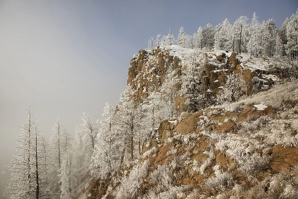 USA, Colorado, Pike National Forest. Hoarfrost coats trees and grass