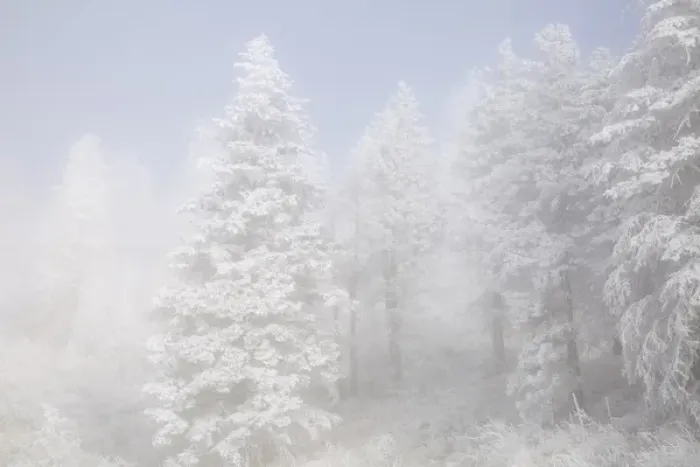 Framed Print : USA, Colorado, Pike National Forest. Trees with hoarfrost in fog Framed Print : USA, Colorado, Pike National Forest. Trees with hoarfrost in fog