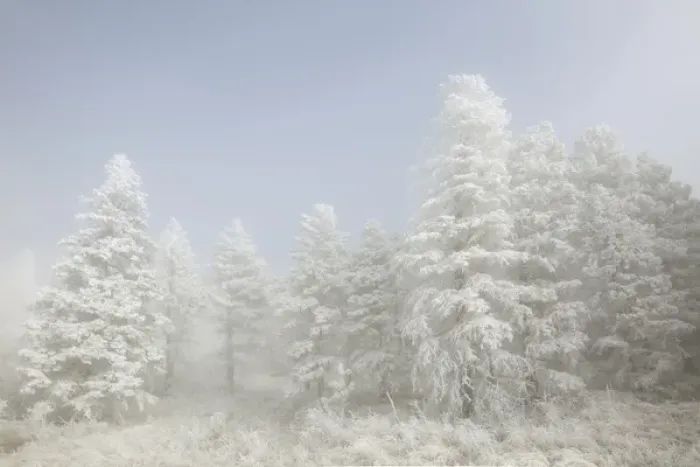 Framed Print : USA, Colorado, Pike National Forest. Trees with hoarfrost in fog Framed Print : USA, Colorado, Pike National Forest. Trees with hoarfrost in fog