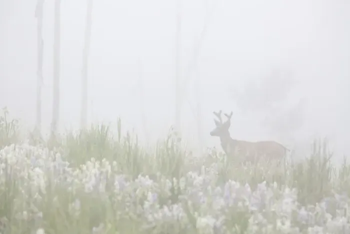 Framed Print : USA, Colorado, Pike National Forest. A male mule deer in foggy meadow. Credit as