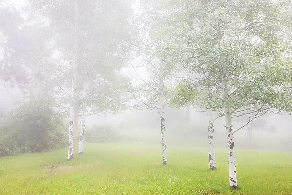 USA, Colorado, Pike National Forest. Fog envelopes aspen grove