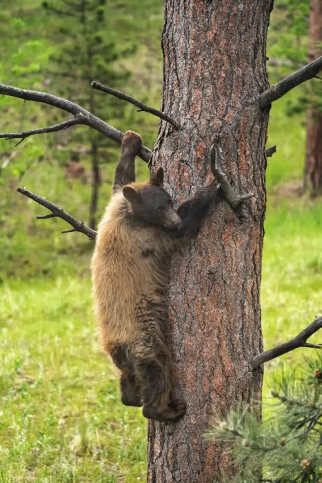 Framed Print : USA, Colorado, Pike National Forest. Black bear subadult descends tree
