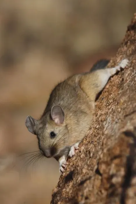 Framed Print : USA, Colorado, Pike National Forest. Bushy-tailed woodrat or packrat clings to
