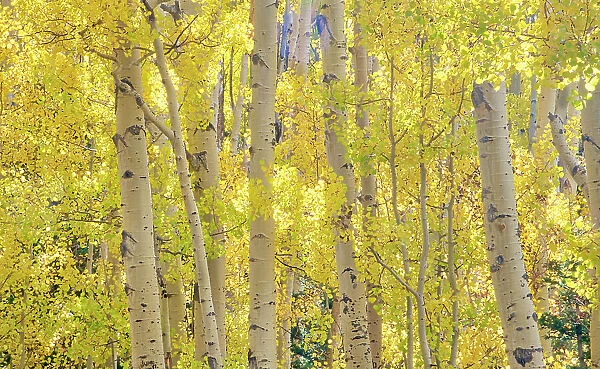 USA, Colorado, Quray. Autumn Aspen stand with bright color