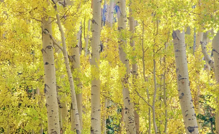 Framed Print : USA, Colorado, Quray. Autumn Aspen stand with bright color Framed Print : USA, Colorado, Quray. Autumn Aspen stand with bright color