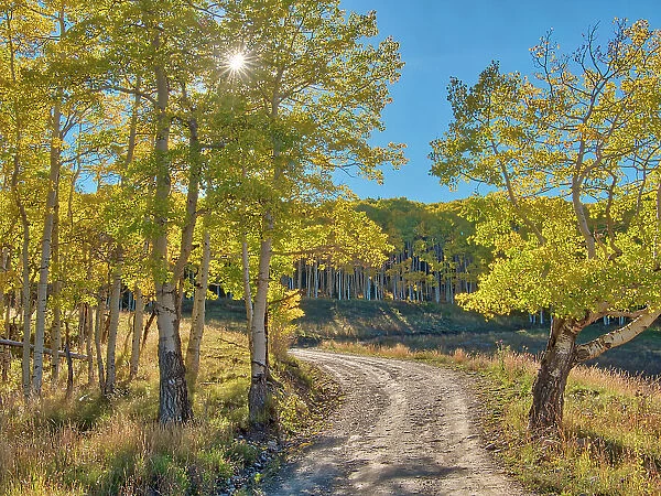 USA, Colorado, Quray. Last Dollar Road with sun peaking through Aspen tree