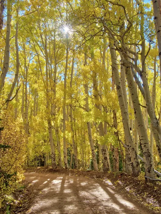 Framed Print : USA, Colorado, Quray. Last Dollar Road with sun peaking through Aspen tree Framed Print : USA, Colorado, Quray. Last Dollar Road with sun peaking through Aspen tree