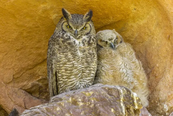 Framed Print : USA, Colorado, Red Rocks State Park. Great horned owl and owlet at nest in rocks