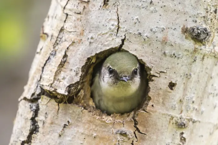 Framed Print : USA, Colorado, Rock Mountain National Park. Violet-green swallow at nest hole in tree