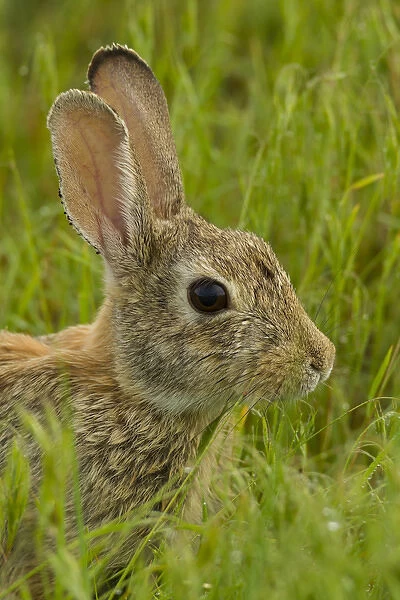 USA, Colorado, Rocky Mountain Arsenal National Wildlife Refuge. Side portrait of cottontail rabbit