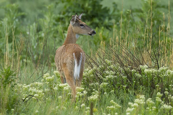 USA, Colorado, Rocky Mountain Arsenal National Wildlife Refuge. White-tailed deer in field