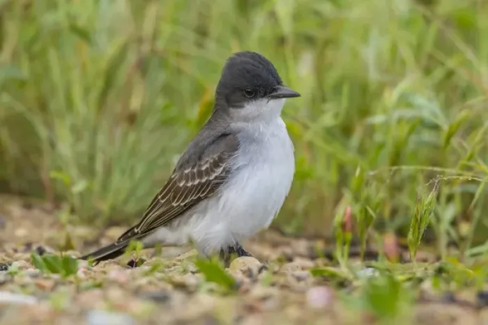 Framed Print : USA, Colorado, Rocky Mountain Arsenal National Wildlife Refuge. Close-up of eastern kingbird