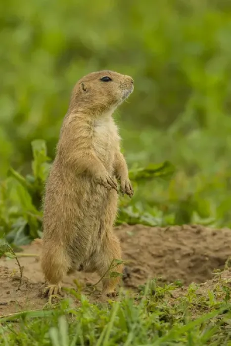 Framed Print : USA, Colorado, Rocky Mountain Arsenal National Wildlife Refuge. Prairie dog on den mound Framed Print : USA, Colorado, Rocky Mountain Arsenal National Wildlife Refuge. Prairie dog on den mound