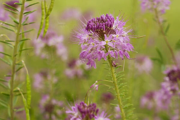 USA, Colorado. Rocky Mountain bee plant close-up