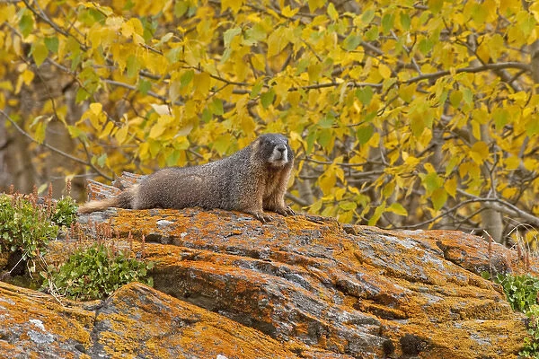 USA, Colorado, Rocky Mountain National Park. Yellow-bellied marmot on an autumn day