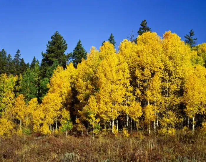 Framed Print : USA, Colorado, Rocky Mountain National Park, Aspens in Fall yellow Framed Print : USA, Colorado, Rocky Mountain National Park, Aspens in Fall yellow