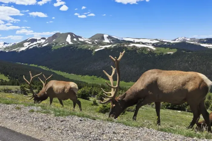 Framed Print : USA, Colorado, Rocky Mountain National Park, bull elk (Cervus elaphus canadensis) Framed Print : USA, Colorado, Rocky Mountain National Park, bull elk (Cervus elaphus canadensis)