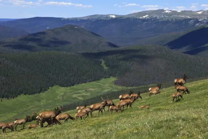 Framed Print : USA, Colorado, Rocky Mountain National Park, a herd of Elk (Cervus elaphus canadensis)
