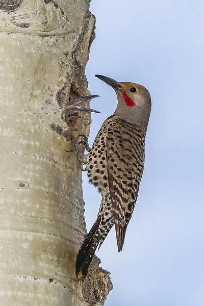 USA, Colorado, Rocky Mountain National Park. Red-shafted flicker outside tree hole nest
