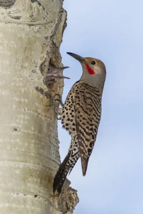 Framed Print : USA, Colorado, Rocky Mountain National Park. Red-shafted flicker outside tree hole nest Framed Print : USA, Colorado, Rocky Mountain National Park. Red-shafted flicker outside tree hole nest