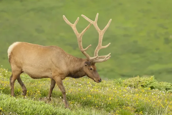 Framed Print : USA, Colorado, Rocky Mountain National Park. Bull elk in velvet walking. Credit as Framed Print : USA, Colorado, Rocky Mountain National Park. Bull elk in velvet walking. Credit as