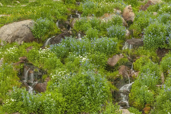 USA, Colorado, Rocky Mountain National Park. Mountain streams and chiming bells wildflowers